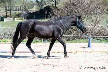 Paardrijleraar krijgt celstraf met uitstel voor aanranding van acht minderjarigen - Gazet van Antwerpen