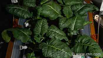 Previously unknown bacteria discovered on the space station could help grow plants