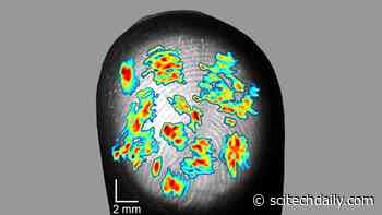 Fingerprints Enhance Our Sense of Touch – Neurons Sensitive to Scale of a Single Fingerprint Ridge