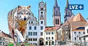 Wolf mitten in Riesa gefilmt: Zieht das Raubtier weiter nach Oschatz? - Leipziger Volkszeitung