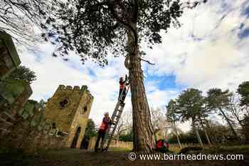 Bats made a priority as fake castle is restored - Barrhead News
