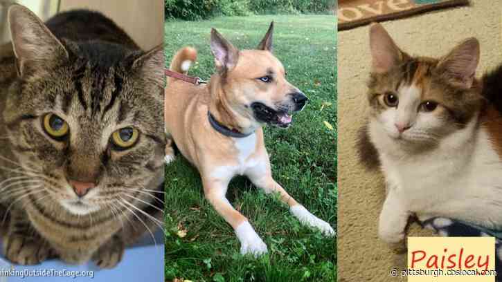 Furry Tails: Bexley, Layla & Paisley Are Waiting For Forever Homes