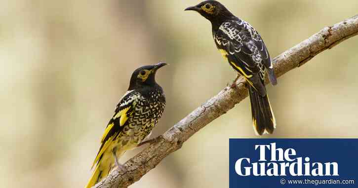How Australia's regent honeyeaters are learning the wrong songs – video
