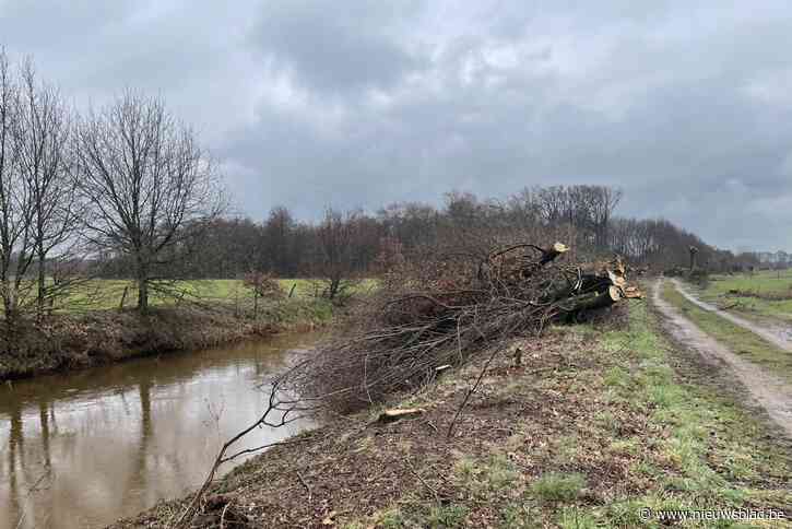 Bomen sneuvelen massaal voor dijkherstel Kleine Nete