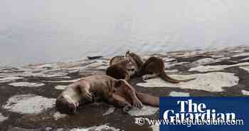 World nature photography awards – in pictures