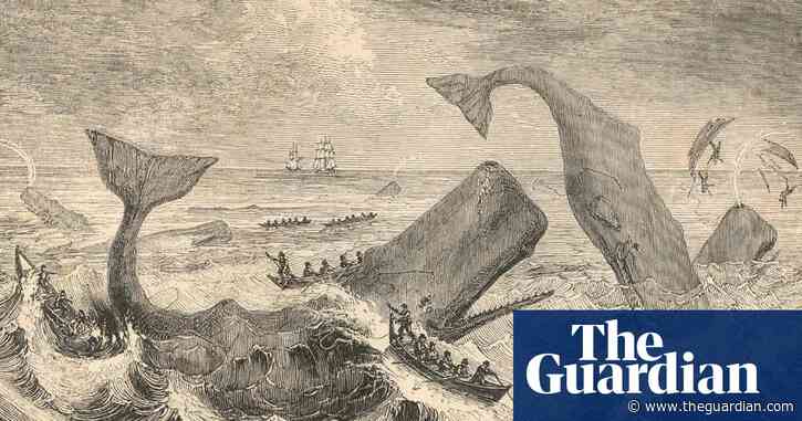 Sperm whales in 19th century shared ship attack information