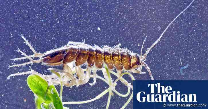 Country diary: the creature I'm after lurks at the very bottom of the pond