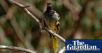 How an endangered Australian songbird is forgetting its love songs