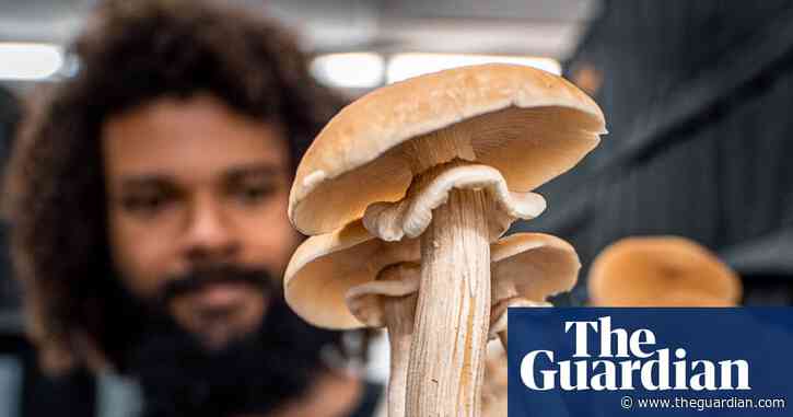 Why mushrooms are the new houseplant everybody's growing