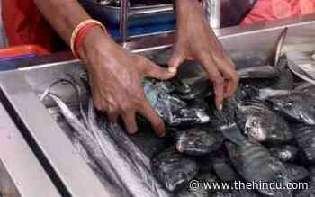 Adhidhi turns entrepreneur with CMFRI support - The Hindu