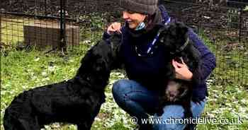 Jobcentre supports budding Durham entrepreneur to set up adorable pet therapy business - Chronicle Live