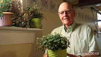 Luck of the Irish: This shamrock plant's roots go back 115 years