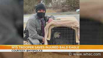 NY State Trooper gets creative, saves injured Bald Eagle