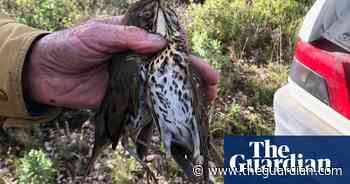 ECJ orders France to ban glue-trap hunting of songbirds outright