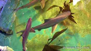 NY Man Convicted of Shark Trafficking, Kept Pool Full of Them in Backyard