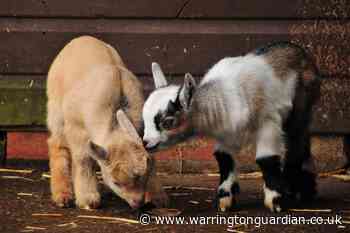 Children's zoo at Walton Hall and Gardens to reopen
