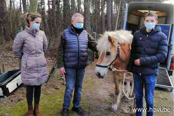 Stico zorgt voor zevende paard op Ter Heide - Het Belang van Limburg