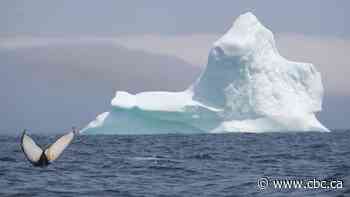 Reunion in April? N.L. premier says Atlantic bubble could be back