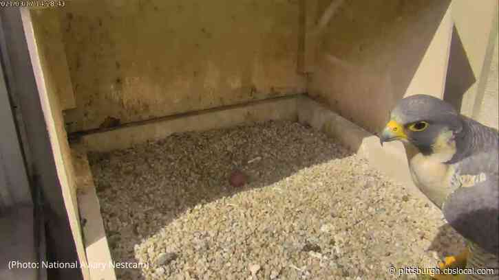 Peregrine Falcon Nesting Atop Pitt’s Cathedral Of Learning Lays First Egg