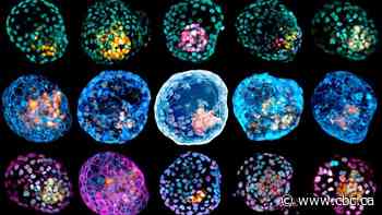 Pre-embryos made in lab could spur research, ethics debates