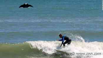 Giant manta ray photobombs surfer in Florida