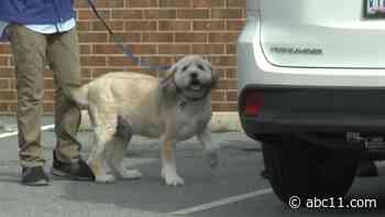 Why are vet visits on the rise during the COVID-19 pandemic? High adoption rates and working from home, Raleigh vet says