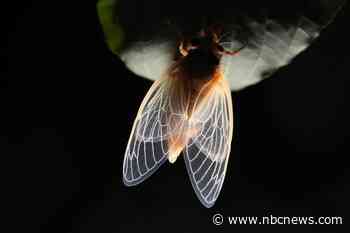 They've been underground for 17 years. Now billions of cicadas are ready to party.