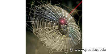Innovation spins spider web architecture into 3D imaging technology - Purdue News Service