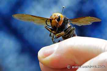 Scientists in US and Canada Set to Battle Murder Hornets