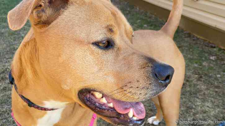Furry Tails: One Year Of Social Distancing With J.J.