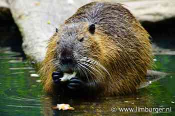 Na Lowieke de Vos krijgt Brunssum Ed Bever op bezoek, of Willem - De Limburger