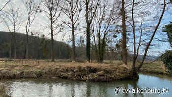 Bever zorgt voor uitdunning populieren in Broekhem-Zuid • TV Valkenburg - TV Valkenburg