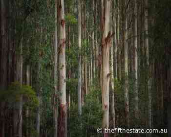 Open letter from Responsible Wood and PEFC forest certification - The Fifth Estate