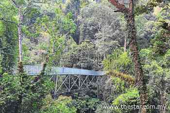 Hidden gem in the forest - The Star Online