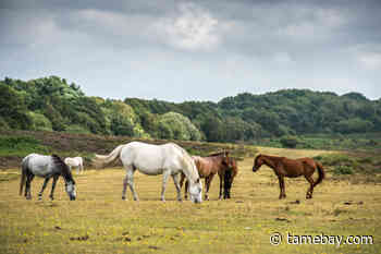 Shop New Forest launches to support local businesses - Tamebay