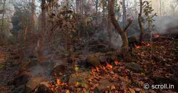 Similipal fires: Who should manage the national park – Adivasis or the forest department? - Scroll.in