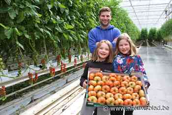 Bouw van tomatenserre in Koningshooikt krijgt opnieuw heel wat tegenwind