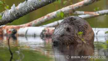 Überschwemmung durch Biberdamm bei Neetzka – Bauwerk beseitigt - Nordkurier