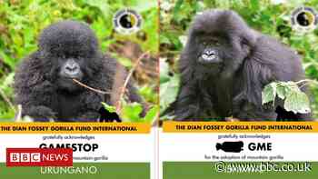 GameStop: Reddit users investing in gorilla conservation