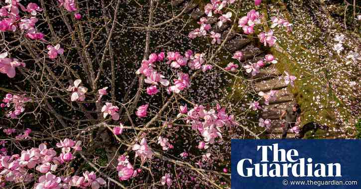 BlossomWatch returns to celebrate 'blissful' colours of UK spring