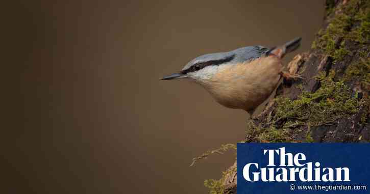 'An orchestra of animals waking us up from winter': readers' photos of their local wildlife