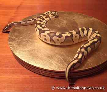 Horwich man's plea to help him find missing snake