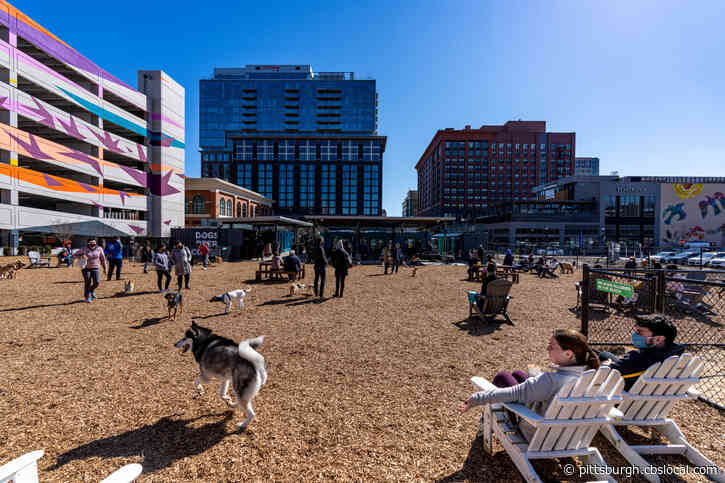 Bark Social ‘Dog Bar’ Opens In Maryland