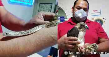 Rescatan a águila y serpiente en Parras de la Fuente Coahuila - Telediario Laguna