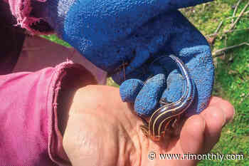 Meet the Skink, Rhode Island's Newest Creepy Crawly - Rhode Island Monthly