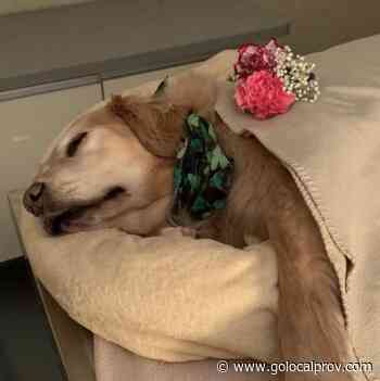 Multiple Pet Owners Criticize Rhode Island Veterinarian, Sparked by Dog's Death - GoLocalProv