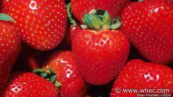 Consumer Alert: May I have a side of pesticide with that strawberry? The EWG releases its Dirty Dozen List