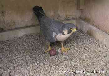 Falcon lays first egg of 2021 atop Cathedral of Learning