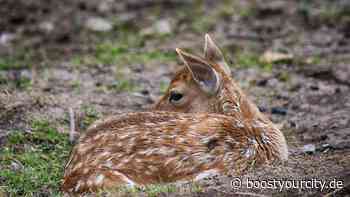Die ersten Rehkitze in Ginsheim-Gustavsburg und Bischofsheim sind da | BYC-News Groß-Gerau Online-Zeitung - Boost your City | Rhein-Main Nachrichten