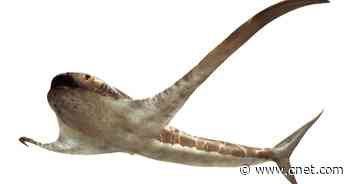 Meet the 'bizarre' winged shark from the age of the dinosaurs     - CNET